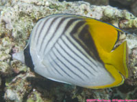 threadfin butterflyfish