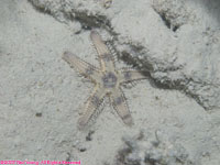 comb sea star
