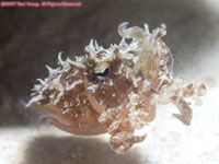 juvenile cuttlefish