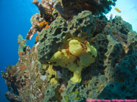 warty frogfish