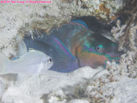 sleeping bullethead parrotfish