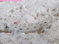 decorated goby