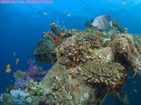 yellowbar angelfish over wreck