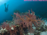 diver over soft coral