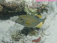 female bluetail trunkfish