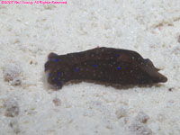 blue-spotted head shield slug