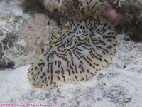 nudibranch: humped halgreda