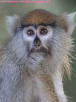 grivet monkey portrait