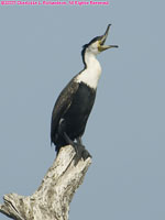 great cormorant