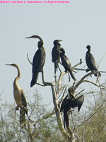 snake birds and long-tailed cormorants