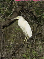white egret