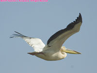 great white pelican flying