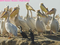 great white pelican colony (with cormorants)
