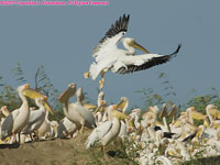 great white pelican colony