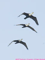 great cormorants flying