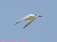 sandwich tern flying