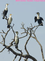 great cormorants