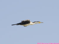 great cormorant flying
