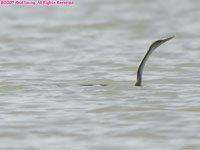 snakebird swimming