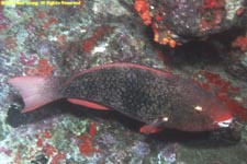 redlip parrotfish (initial phase)