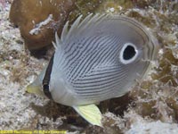 four-eyed butterflyfish