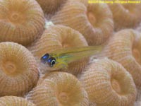 peppermint goby