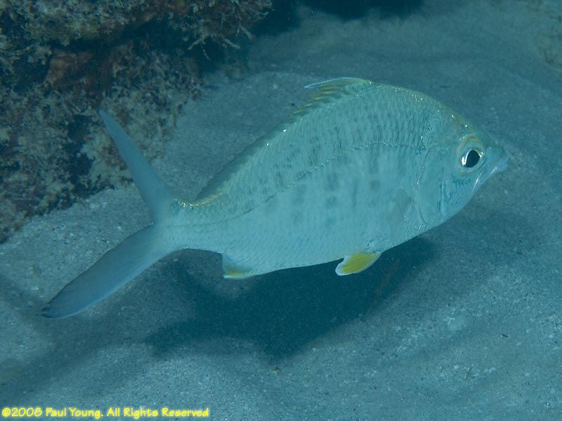 Silver Jenny Fish