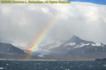 rainbow over king penguin colony