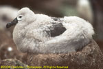 black-browed albatross chick