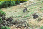 introduced rabbits