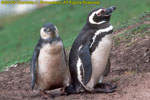Magellanic penguin and chick