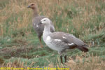 upland geese