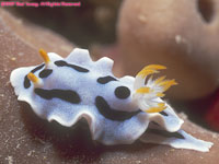 nudibranch