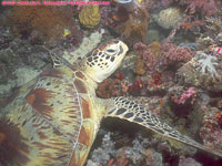 turtle closeup