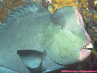 bumphead parrotfish