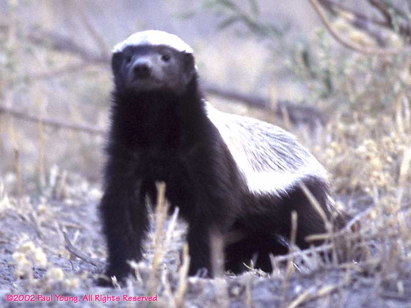 funny honey badger pictures. Cute honey badger