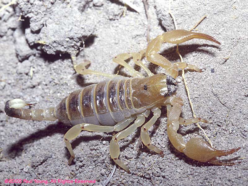 scorpion big