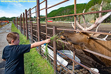feeding bull elk