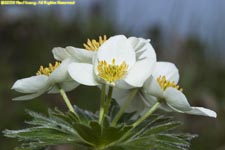 narcissus-flowered anemone