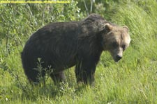 brown bear