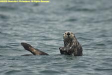 sea otter