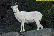 dall sheep