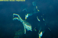 tufted puffins attacking a king crab