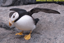 horned puffin
