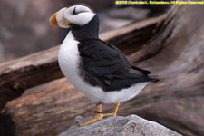 horned puffin