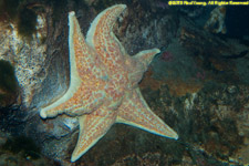 sea star