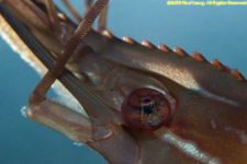 shrimp closeup
