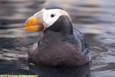 tufted puffin swimming