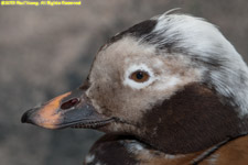 duck closeup