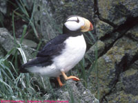 one puffin